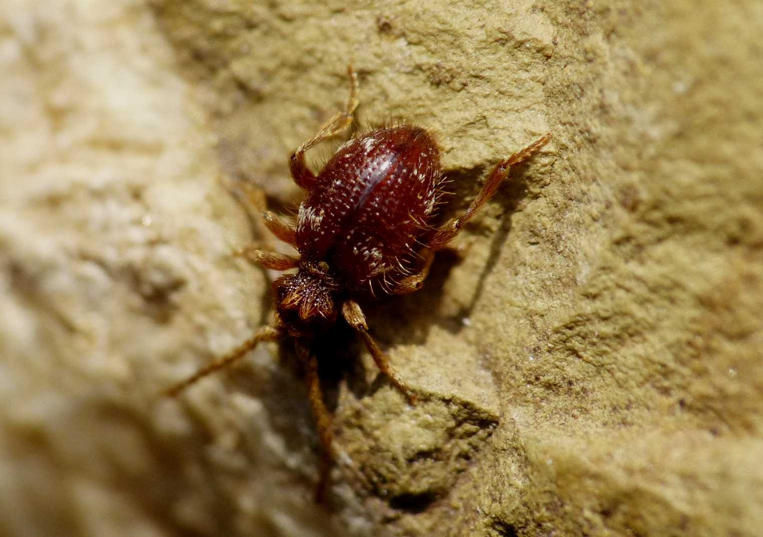 Anobiidae Ptininae :Ptinus sp.